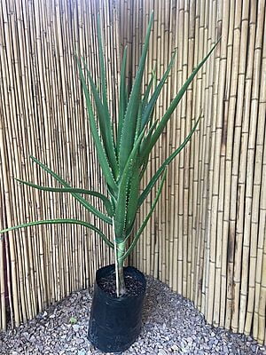 Aloidendron barberae - Tree Aloe