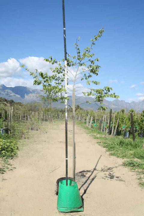 Celtis africana - White Stinkwood Celtis africana - White Stinkwood