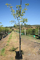 Celtis sinensis - Chinese Hackberry