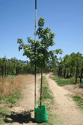 Liquidambar styraciflua - Sweet Gum