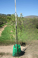 Olea europaea subsp. Africana - Wild Olive
