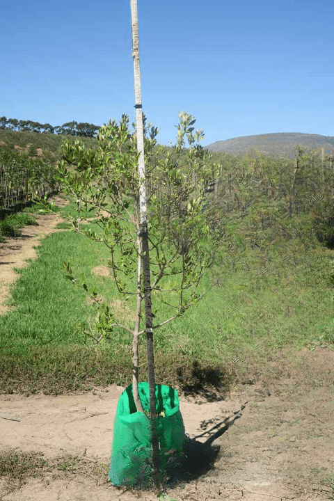 Olea europaea subsp. Africana - Wild Olive