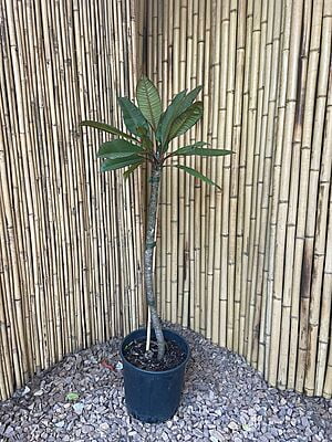 Plumeria rubra - Frangipani