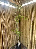 Quercus nigra - Water Oak