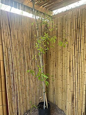 Quercus nigra - Water Oak