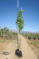 Quercus palustris - Pin Oak