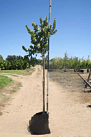 Syzygium cordatum - Waterberry Syzygium cordatum - Waterberry